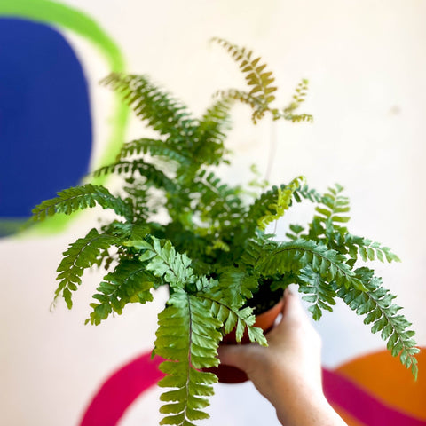 Adiantum hispidulum 'Bronze Venus' - Rough Maidenhair Fern - Sprouts of Bristol