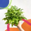 Adiantum raddianum 'Fritz Lüthi' - Delta Maidenhair Fern - Sprouts of Bristol