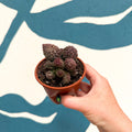 Adromischus marianae 'Coral Red' - Sprouts of Bristol