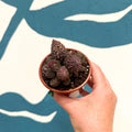 Adromischus marianae 'Coral Red' - Sprouts of Bristol