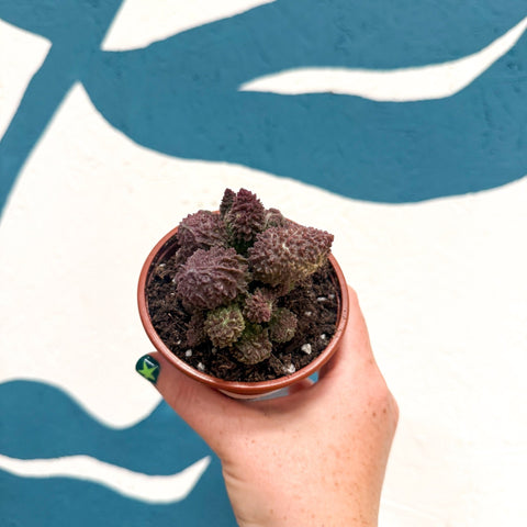 Adromischus marianae 'Coral Red' - Sprouts of Bristol