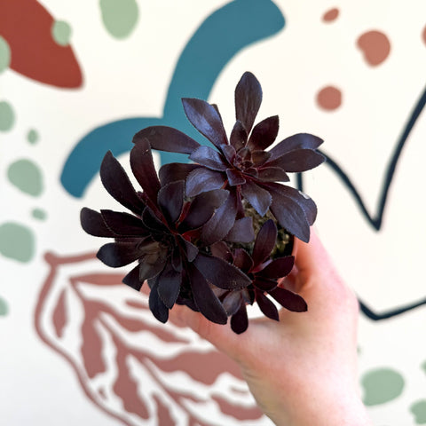 Aeonium arboreum - Sprouts of Bristol