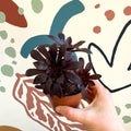Aeonium arboreum - Sprouts of Bristol