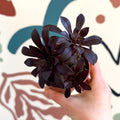 Aeonium arboreum - Sprouts of Bristol