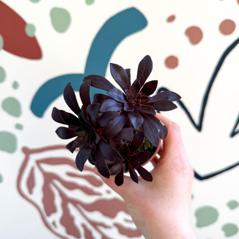 Aeonium arboreum - Sprouts of Bristol