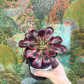 Aeonium arboreum (Dark Purple Tricolour) - Sprouts of Bristol