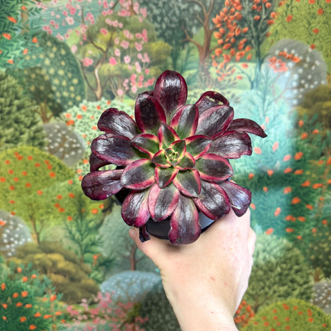 Aeonium arboreum (Dark Purple Tricolour) - Sprouts of Bristol