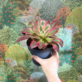 Aeonium arboreum (Pink Tricolour) - Sprouts of Bristol