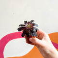 Aeonium arboreum ‘Schwarzkopf’ - Sprouts of Bristol