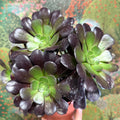 Aeonium arboreum 'Velour' - Sprouts of Bristol