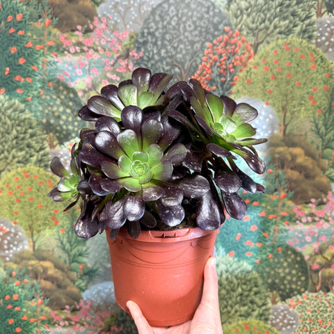 Aeonium arboreum 'Velour' - Sprouts of Bristol