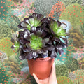 Aeonium arboreum 'Velour' - Sprouts of Bristol