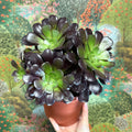 Aeonium arboreum 'Velour' - Sprouts of Bristol