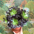 Aeonium arboreum 'Velour' - Sprouts of Bristol