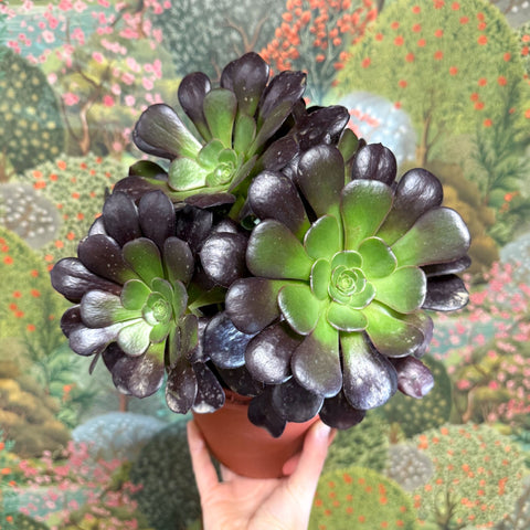 Aeonium arboreum 'Velour' - Sprouts of Bristol