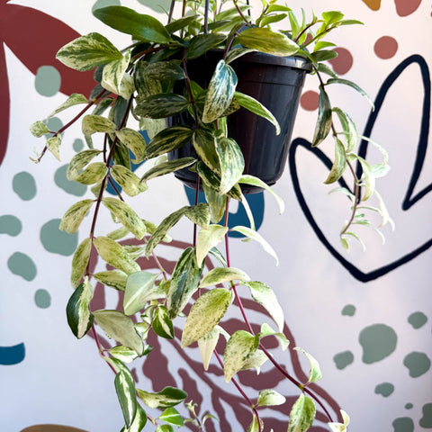 Aeschynanthus lobbianus ‘Variegatus’ – Variegated Lipstick Plant - Sprouts of Bristol