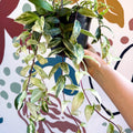 Aeschynanthus lobbianus ‘Variegatus’ – Variegated Lipstick Plant - Sprouts of Bristol
