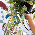 Aeschynanthus lobbianus ‘Variegatus’ – Variegated Lipstick Plant - Sprouts of Bristol