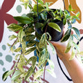 Aeschynanthus lobbianus ‘Variegatus’ – Variegated Lipstick Plant - Sprouts of Bristol