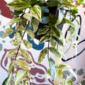 Aeschynanthus lobbianus ‘Variegatus’ – Variegated Lipstick Plant - Sprouts of Bristol