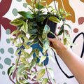 Aeschynanthus lobbianus ‘Variegatus’ – Variegated Lipstick Plant - Sprouts of Bristol