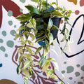 Aeschynanthus lobbianus ‘Variegatus’ – Variegated Lipstick Plant - Sprouts of Bristol