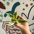 Aeschynanthus sp. ‘Thailand Variegated’ - Lipstick Plant - Welsh Grown - Sprouts of Bristol