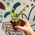 Aeschynanthus sp. ‘Thailand Variegated’ - Lipstick Plant - Welsh Grown - Sprouts of Bristol