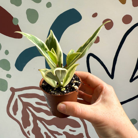 Aeschynanthus sp. ‘Thailand Variegated’ - Lipstick Plant - Welsh Grown - Sprouts of Bristol