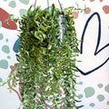 Aeschynanthus 'Twister' - Lipstick Plant - Sprouts of Bristol