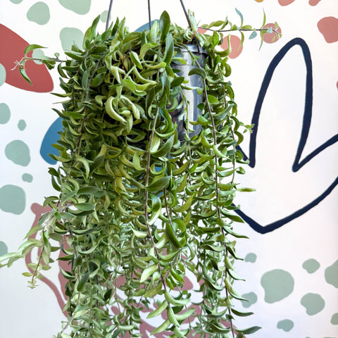 Aeschynanthus 'Twister' - Lipstick Plant - Sprouts of Bristol