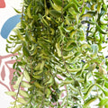 Aeschynanthus 'Twister' - Lipstick Plant - Sprouts of Bristol