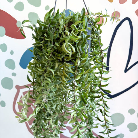 Aeschynanthus 'Twister' - Lipstick Plant - Sprouts of Bristol