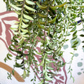 Aeschynanthus 'Twister' - Lipstick Plant - Sprouts of Bristol