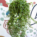 Aeschynanthus 'Twister' - Lipstick Plant - Sprouts of Bristol