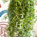 Aeschynanthus 'Twister' - Lipstick Plant - Sprouts of Bristol