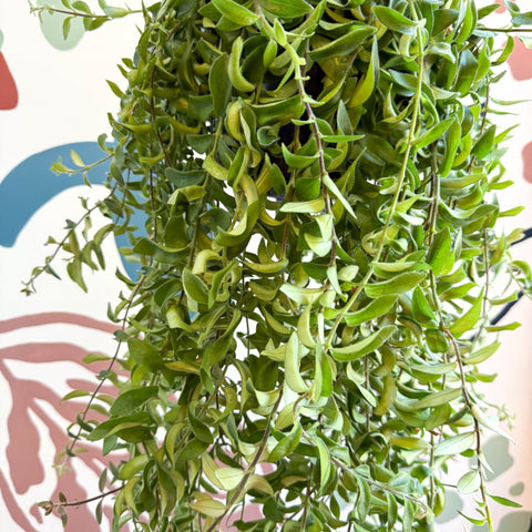 Aeschynanthus 'Twister' - Lipstick Plant - Sprouts of Bristol