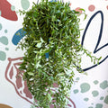 Aeschynanthus 'Twister' - Lipstick Plant - Sprouts of Bristol