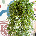 Aeschynanthus 'Twister' - Lipstick Plant - Sprouts of Bristol