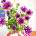African Daisy - Osteospermum astra '3D Double Pink' - Sprouts of Bristol