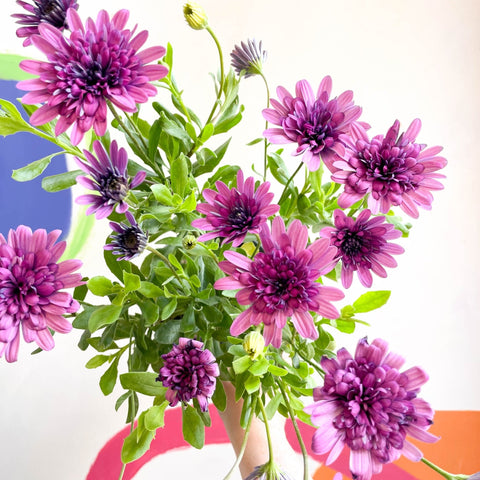 African Daisy - Osteospermum astra '3D Double Pink' - Sprouts of Bristol