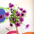 African Daisy - Osteospermum astra '3D Double Pink' - Sprouts of Bristol