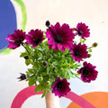 African Daisy - Osteospermum astra 'Akila Berries & Cream' F1 - Sprouts of Bristol