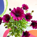 African Daisy - Osteospermum astra 'Akila Berries & Cream' F1 - Sprouts of Bristol
