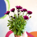 African Daisy - Osteospermum astra 'Akila Berries & Cream' F1 - Sprouts of Bristol