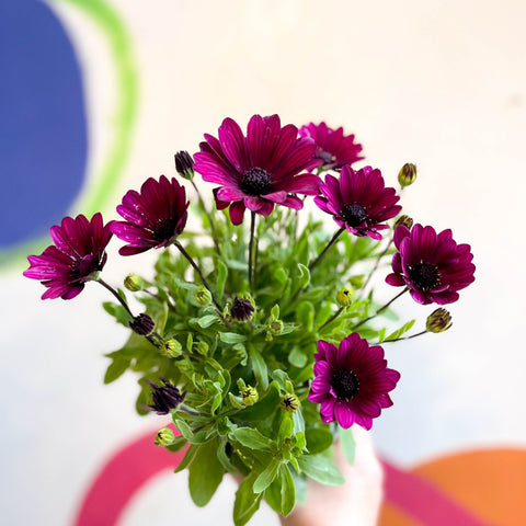 African Daisy - Osteospermum astra 'Akila Berries & Cream' F1 - Sprouts of Bristol