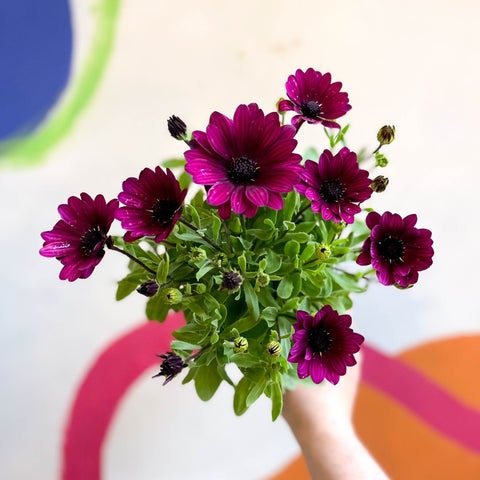 African Daisy - Osteospermum astra 'Akila Berries & Cream' F1 - Sprouts of Bristol