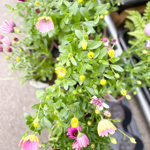African Daisy - Osteospermum astra mixed - Sprouts of Bristol