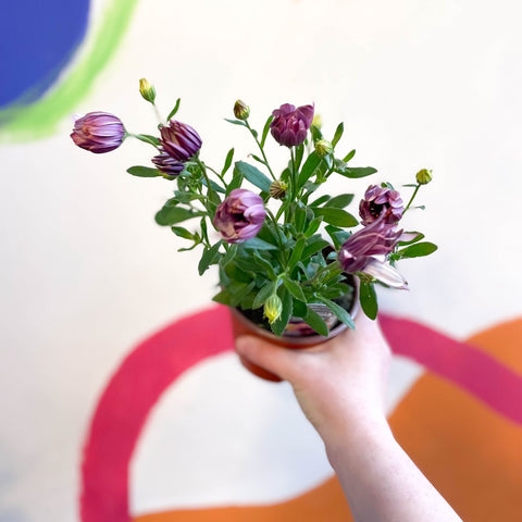 African Daisy - Osteospermum astra mixed - Sprouts of Bristol