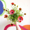 African Daisy - Osteospermum astra 'Rose Magic' - Sprouts of Bristol